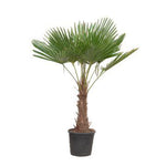 Load image into Gallery viewer, Trachycarpus Fortuneii - 180-200 cm - Ø40cm
