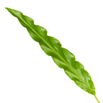 Load image into Gallery viewer, Calathea Bluegrass - 35 cm - Ø12cm
