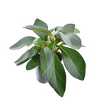 Load image into Gallery viewer, Peperomia Red Margin Feel Green - Ø14cm - ↕30cm
