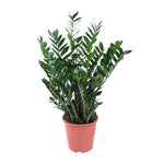 Load image into Gallery viewer, Zamioculcas Zamiifolia - 100 cm - ø27
