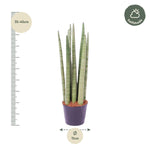 Load image into Gallery viewer, Sansevieria cylindrica &#39;Spaghetti&#39; - 40 cm - ø10,5
