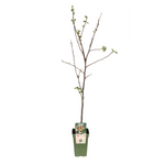 Load image into Gallery viewer, Malus Domestica Jonagold - Appelboom - Ø19cm - ↕60cm

