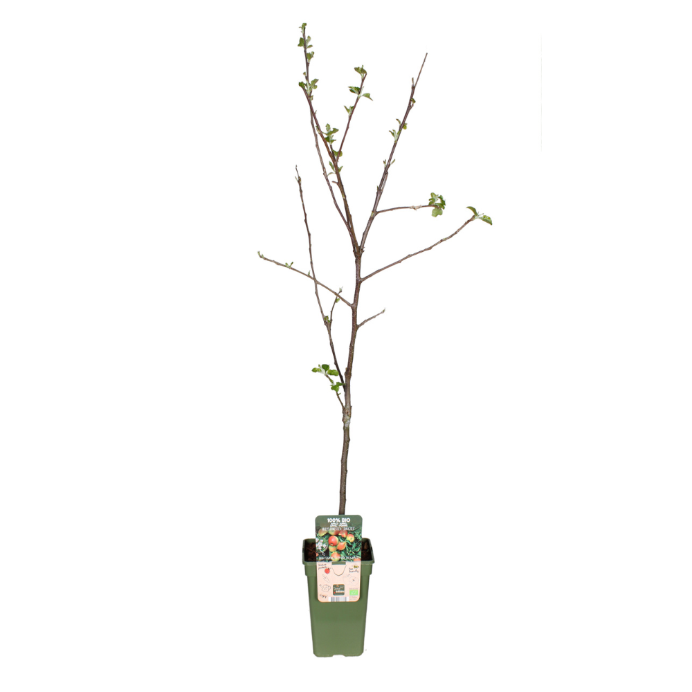 Malus Domestica Jonagold - Appelboom - Ø19cm - ↕60cm