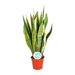 Load image into Gallery viewer, Sansevieria Trifasciata Laurentii - Ø14cm - ↕50cm
