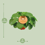Load image into Gallery viewer, Pilea Peperomioides - Pannekoekenplant - Ø15cm - ↕30cm
