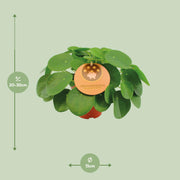 Pilea Peperomioides - Pannekoekenplant - Ø15cm - ↕30cm