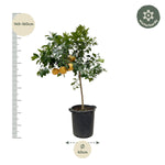 Load image into Gallery viewer, Citrus Pompelmo - 150 cm - ø40

