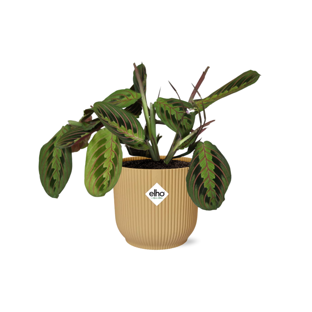 Maranta Leuconeura ‘Fascinator’ Tricolor incl. ELHO Vibes Fold 14cm geel