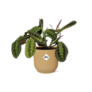 Maranta Leuconeura ‘Fascinator’ Tricolor incl. ELHO Vibes Fold 14cm geel