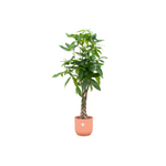 Load image into Gallery viewer, Pachira Aquatica inclusief elho Vibes Fold Round roze - 160cm - Ø30
