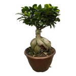 Load image into Gallery viewer, Ficus Microcarpa Ginseng - 50 cm - Ø25cm
