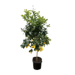 Load image into Gallery viewer, Citrus Lemon - 200cm - ø40
