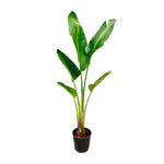 Load image into Gallery viewer, Strelitzia Augusta - 220cm - ⌀30
