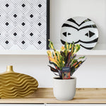 Load image into Gallery viewer, Codiaeum variegatum &#39;Mammi&#39; - 30 cm - ø12
