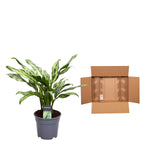 Load image into Gallery viewer, Aglaonema Juliette - 40 cm - ø12
