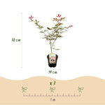 Load image into Gallery viewer, Set van 2 Japanse Esdoorn - Acer palmatum Sumi-nagashi - Rood
