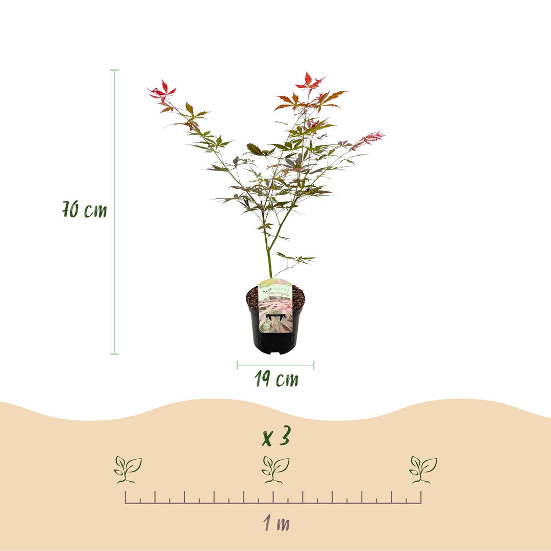 Set van 2 Japanse Esdoorn - Acer palmatum Sumi-nagashi - Rood