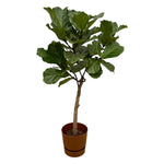 Load image into Gallery viewer, Ficus Lyrata stam inclusief elho Greenville Round bruin - 160 cm - Ø30
