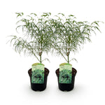 Load image into Gallery viewer, Set van 2 Japanse Esdoorn - Acer palmatum Koto-no-ito - Groen - Ø19cm
