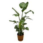 Load image into Gallery viewer, Strelitzia Nicolai inclusief elho Greenville Round bruin - 160cm - Ø30
