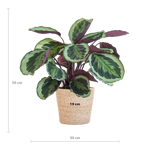 Load image into Gallery viewer, Calathea Medaillon met Sofia mand naturel - 65cm - Ø19
