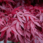 Load image into Gallery viewer, Set van 2 Japanse Esdoorn - Acer palmatum Skeetsers Broom - Paars
