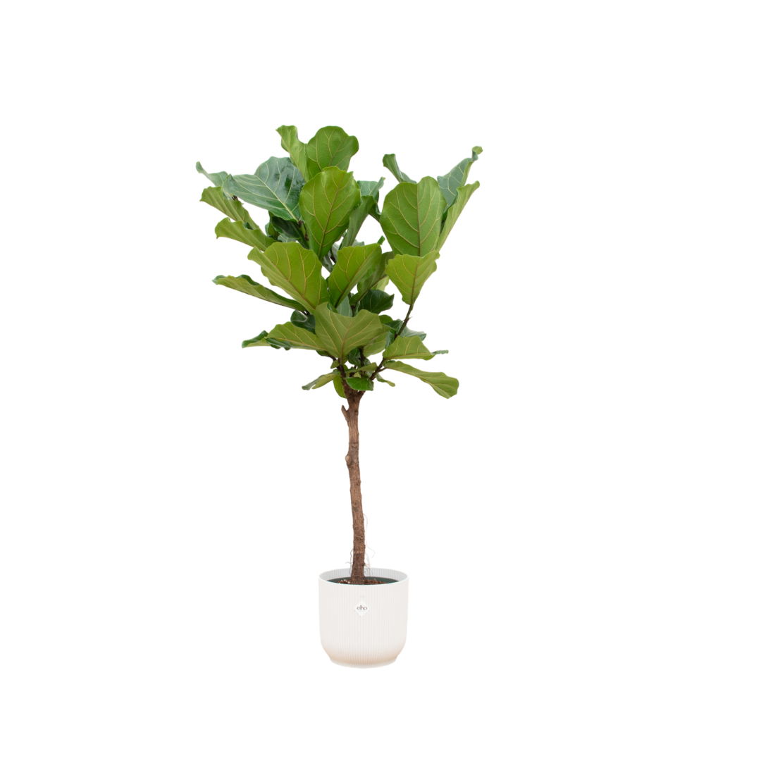 Ficus Lyrata stam inclusief elho Vibes Fold Round wit - Ø30cm - ↕150cm