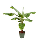 Load image into Gallery viewer, Bananenplant (Musa) - 170cm - Ø30
