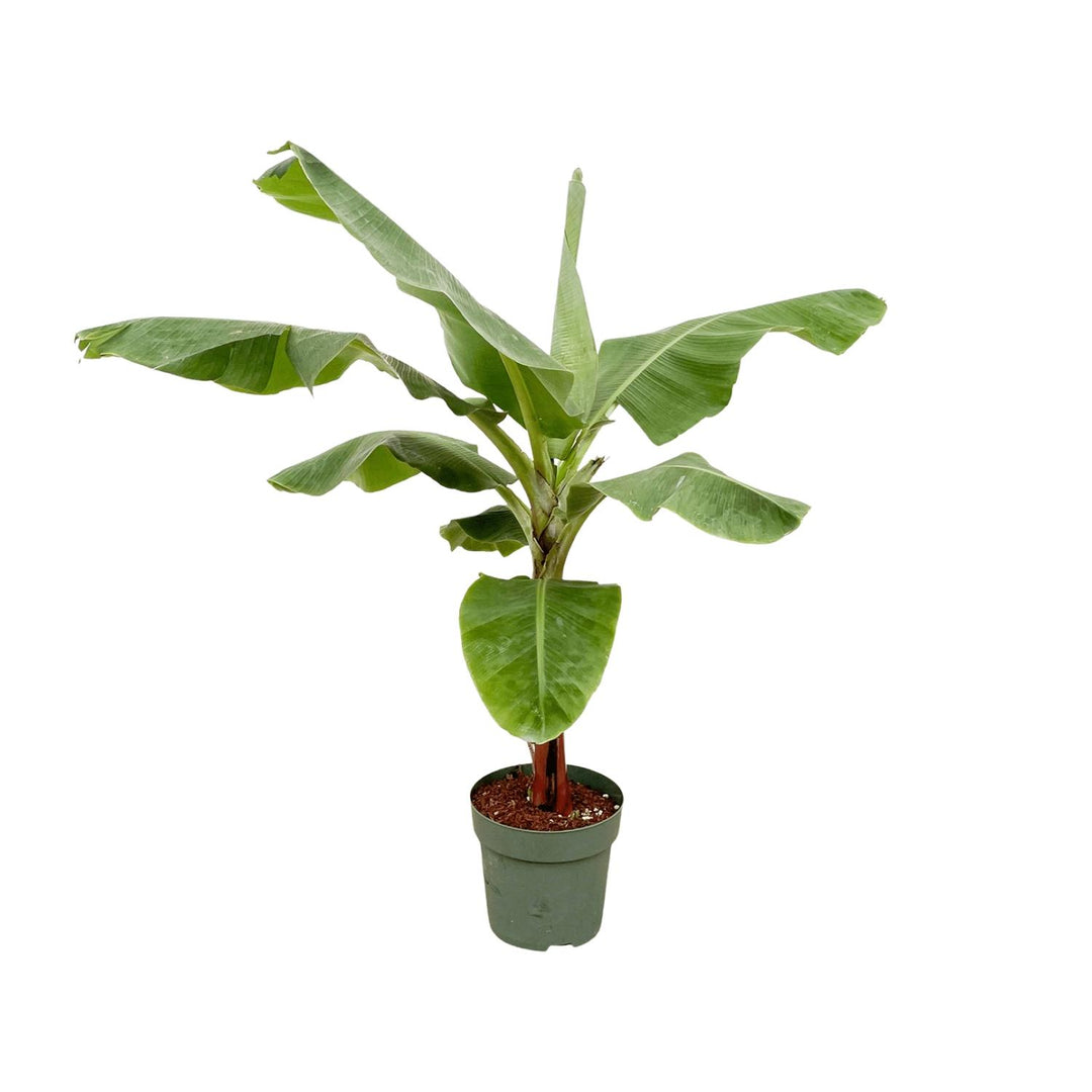 Bananenplant (Musa) - 170cm - Ø30