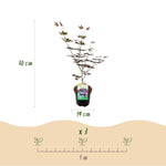 Load image into Gallery viewer, Set van 2 Japanse Esdoorn - Acer palmatum Trompenburg -Donker Paars
