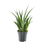 Load image into Gallery viewer, Sansevieria kirkii &#39;Friends&#39; - 38 cm - ø12
