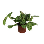 Load image into Gallery viewer, Maranta Leuconeura Fascinator Variegata - Ø12cm - ↕30cm
