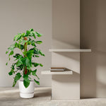 Load image into Gallery viewer, Monstera Pertusum - 130 cm - ø24
