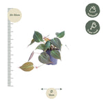 Load image into Gallery viewer, Philodendron scandens &#39;Micans&#39; - 25 cm - ø12
