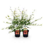 Load image into Gallery viewer, Set van 2 Japanse Esdoorns – Acer palmatum &#39;Pink Dwarf&#39;

