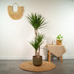 Load image into Gallery viewer, Dracaena Marginata - Ø21cm - ↕120cm
