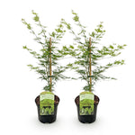 Load image into Gallery viewer, Set van 2 Japanse Esdoorn - Acer palmatum Emerald Lace - Groen
