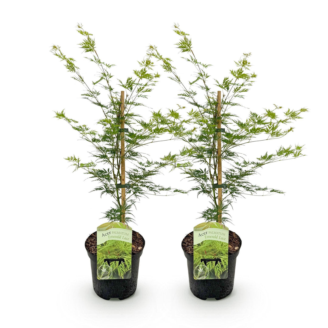 Set van 2 Japanse Esdoorn - Acer palmatum Emerald Lace - Groen