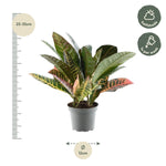 Load image into Gallery viewer, Codiaeum variegatum &#39;Petra&#39; - 30 cm - ø12
