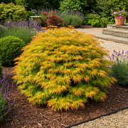 Set van 2 Japanse Esdoorn - Acer palmatum Summergold - Geel