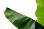 Load image into Gallery viewer, Bananenplant (Musa) - 170cm - Ø30
