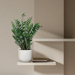 Load image into Gallery viewer, Zamioculcas Zamiifolia - 100 cm - ø27
