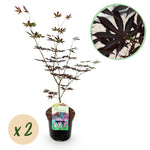 Load image into Gallery viewer, Set van 2 Japanse Esdoorn - Acer palmatum Trompenburg -Donker Paars
