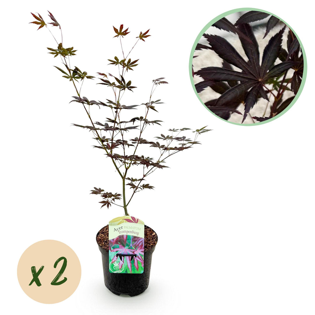 Set van 2 Japanse Esdoorn - Acer palmatum Trompenburg -Donker Paars