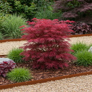 Set van 2 Japanse Esdoorn - Acer palmatum Skeetsers Broom - Paars