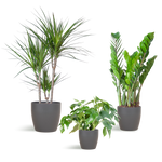 Load image into Gallery viewer, Schaduw Plantenbox - medium - met vibers pot grijs
