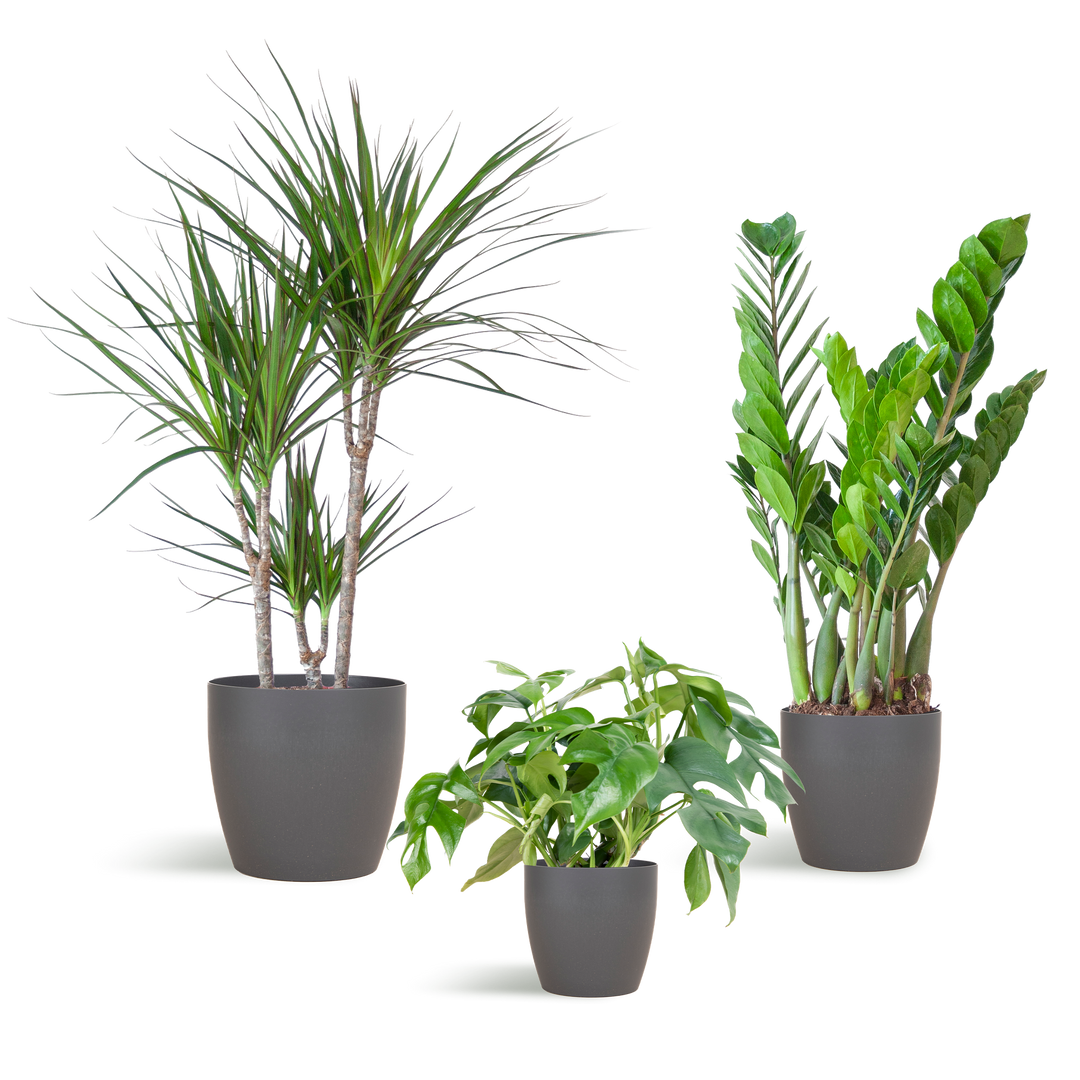 Schaduw Plantenbox - medium - met vibers pot grijs