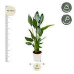 Load image into Gallery viewer, Strelitzia Reginae - 100 cm - Ø19
