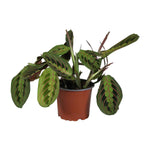 Load image into Gallery viewer, Maranta Leuconeura Fascinator - Ø12cm - ↕30cm
