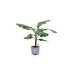Load image into Gallery viewer, Bananenplant (Musa) inclusief elho Jazz Round lila Ø23 - 100 cm
